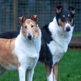 Collie puppies from Arabella Collies