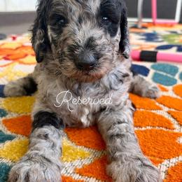 Saffron - Merle female Goldendoodle puppy in Brooksville, Florida from Spring Prairie Doodles