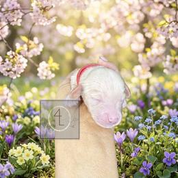 Boone - CKC Registered :: Red - Cream male Dachshund puppy in Erick, Oklahoma from 4-L Backyard Dach