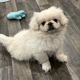 Full AKC - Banjo - Ready Now - Cream male Pekingese puppy in Hustontown, Pennsylvania from Triple I Pekes