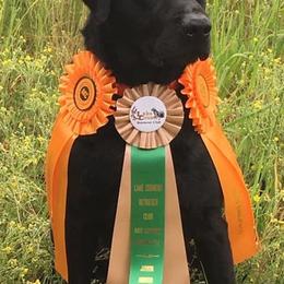 Labrador Retrievers from Floyd Jensen