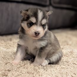 Pup 5 Black and Gray Female - Black and white female Pomsky puppy in Hurleyville, New York from My Crazy Pomskys