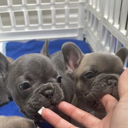 French Bulldog Puppies from Frnchi Faerie