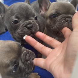 French Bulldog Puppies from Frnchi Faerie