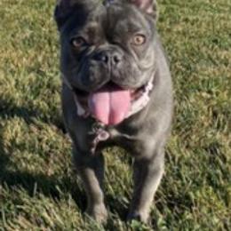 French Bulldogs from All Profit Kennel