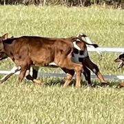 Beaucerons, Doberman Pinschers, and German Shepherds from Von Katzenstein Kennel