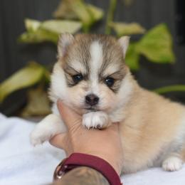 Malin - Gray and white male Pomsky puppy in Coos Bay, Oregon from Ocean View Pomskies