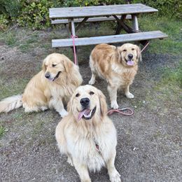 Golden Retrievers from Bliss Retrievers