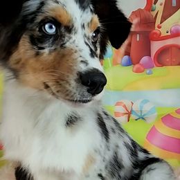 Trudy - Blue merle female Australian Shepherd puppy in Waddell, Arizona from Winsome Aussies