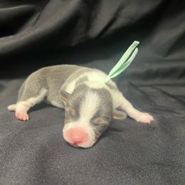 Girl 6 - Blue female Pembroke Welsh Corgi puppy in Ocala, Florida from Dolan Farms Corgis