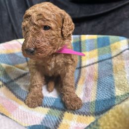Hot Pink - Goldendoodle puppy from Mount Doodles