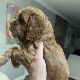 Cavapoo and Shihpoo Puppies from Haus of Doodles