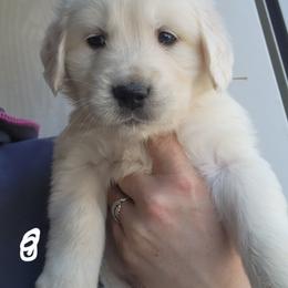 Kahlua - Golden female Golden Retriever puppy in Lucasville, Ohio from Halo Kennels