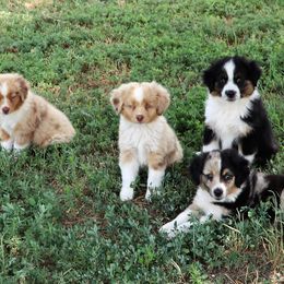 Miniature Australian Shepherd Puppies from Bock's Mini Aussies