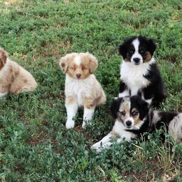 Miniature Australian Shepherd Puppies from Bock's Mini Aussies