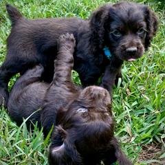 Boykin Spaniel puppies from Boykins Finest Kennels