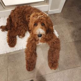 Assorted Doodle Crosses, Bernedoodle, Goldendoodle, and Labradoodle All Grown Up from Erica’s Doodles