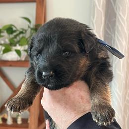 Mr. Royal Blue - Black and red male German Shepherd puppy in Purcellville, Virginia from Starry Night German Shepherd Dogs