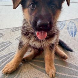 Yellow - Black and red female German Shepherd puppy in Sacramento, California from Von Blackwolf German Shepherds