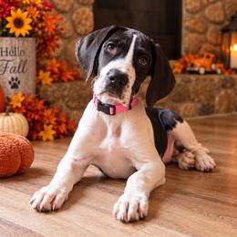 Puppy 8 - Mantle female Great Dane puppy in Ocala, Florida from Oak Haven Great Danes