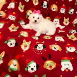 Pink Tag - White and buff female Bichon Frise puppy in Bay Saint Louis, Mississippi from Laurent’s Bichon Frise Puppies