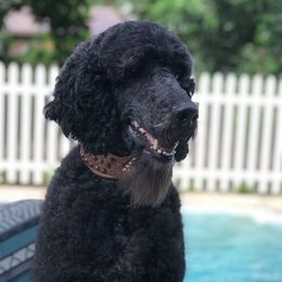 Sterling - Poodle