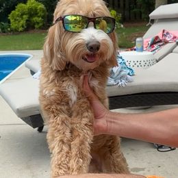 Watson - Goldendoodle