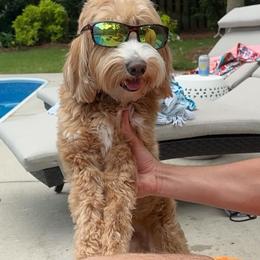Watson - Goldendoodle