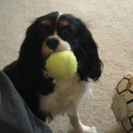 Ford - Cavalier King Charles Spaniel