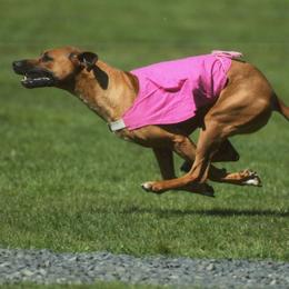 Rhodesian Ridgebacks from Symetri Ridgebacks