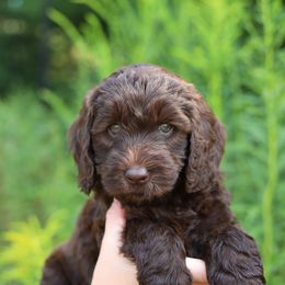 Orange - Chocolate female Australian Labradoodle puppy in Williamstown, New York from Lewis Manor Labradoodles