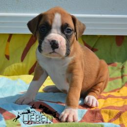 Colada - Fawn female Boxer puppy in Earlsboro, Oklahoma from Lieben Boxers