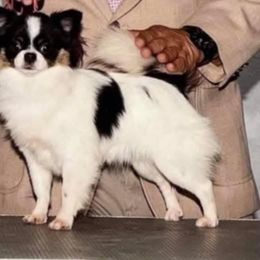 Vincent - Chihuahua