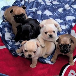 French Bulldog Puppies from Highley’s  Frenchies