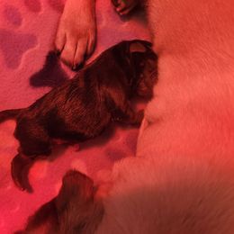 Izzy - Black female Pug puppy in Fitzwilliam, New Hampshire from Kayla's Pugs