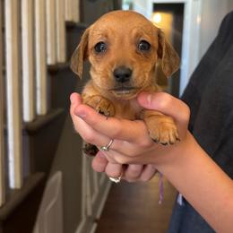 Penny - Red female Dachshund puppy in Colonial Heights, Virginia from Mimi’s Doxies