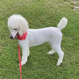 Goldendoodles and Poodles from Debra Guthrie's Doodles