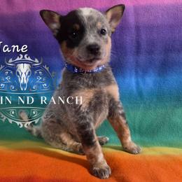 Jane - Blue female Australian Cattle Dog puppy in Silsbee, Texas from Rockin ND Ranch