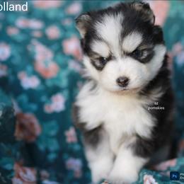 Holland - Black and white female Pomsky puppy in Mc Callsburg, Iowa from SZ Rolling Acres LLC