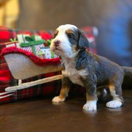 Heidi - Tri-color female Bernedoodle puppy in Blanco, Texas from Texas Hill Country Sheepadoodles & Bernedoodles