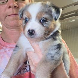 Lacy - Blue merle female Miniature Australian Shepherd puppy in Leonard, Texas from Tin Roof Aussies