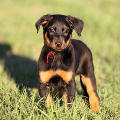 Arwen - 5350 - Black and rust female Beauceron puppy in Rockwall, Texas from Elitehaus