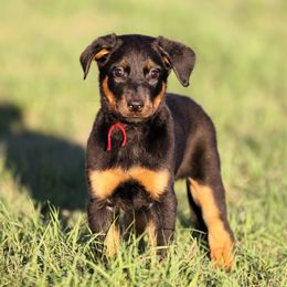 Arwen - 5350 - Black and rust female Beauceron puppy in Rockwall, Texas from Elitehaus