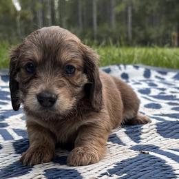 Blue based red - Red male Dachshund puppy in Crestview, Florida from Neverending Dachies