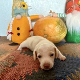 Boy 4 - Piebald male Dachshund puppy in Woodlake, California from Wild West Weenies