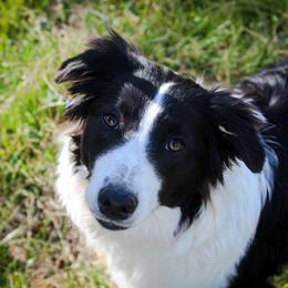 English Shepherd All Grown Up from Flashbar Farm English Shepherds