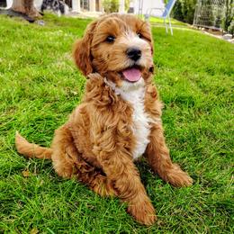 Tuesday - Red  male Goldendoodle puppy in Bountiful, Utah from Red Brick Doodles
