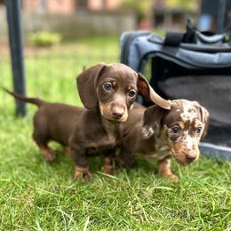 Dachshund Puppies from Weenie Bros