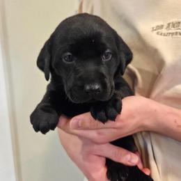 3rd Girl - Black female Labrador Retriever puppy in Decatur, Indiana from Sporting Ridge K9’s