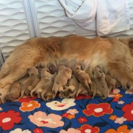 Golden Retriever Puppies from ERSA Acres Golden Retrievers...limited registration only offered